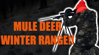 Hunting the BC Winter Range for Giant Mule Deer