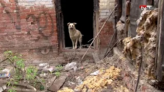 Здание бывшей вечерней школы в Саратове оккупировали бездомные собаки и бомжи