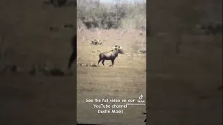 FREE RANGE NILGAI ANTELOPE HUNTING! SOUTH TEXAS #hunting #nilgai #southtexas #outdoors #hunt