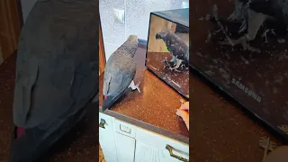 ✅ НАШ ЛЮБИМЫЙ МУСОРЩИК 🤣 ЖАКО ПЕТРУНЯ 🐦FUNNY PARROT ZHAKO PETRUNYA 🔥 (СУБТИТРЫ) #shorts