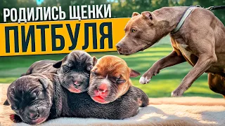 РОДИЛИСЬ ЩЕНКИ ПИТБУЛЯ! Прогулка и прыжки с ЮГО!