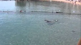 Диана+дайвинг+дельфины-Эйлат-Израиль-Красное море-1.avi