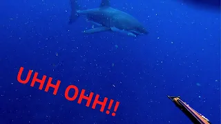Great White Shark encounter while spearfishing THE FULL STORY