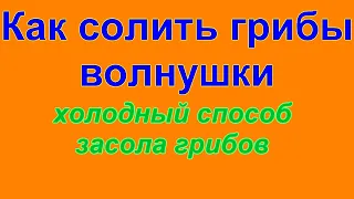 Как солить грибы волнушки Холодный засол грибов