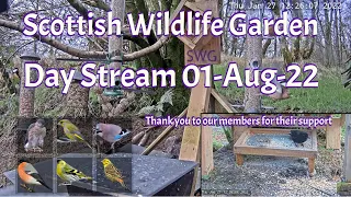 Day Stream August 1st 2022 | Bird Feeders, Wildlife Cameras Scotland UK from SWG