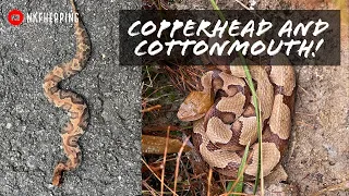 Copperhead, Cottonmouth, and Kings! Creek Walking and Tin Flipping for Snakes in Georgia!