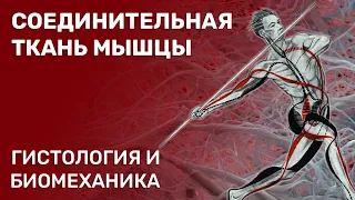 Соединительная ткань мышцы. Гистология и биомеханика.