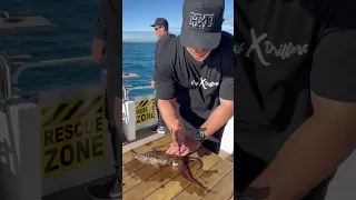 HOW TO HUMANELY KILL A SQUID #fishing