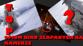 TOP 4 OPIUM BIRD ZŁAPANYCH NA KAMERZE * PRZERAŻAJĄCE  *