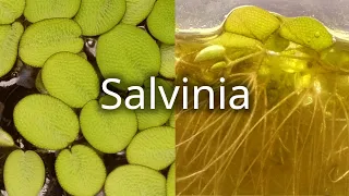 Time Lapse of a Salvinia (Watermoss) Floating Aquatic Plant