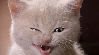 Смешные кошки 5 ● Приколы с животными лето 2014 ● Funny cats vine compilation ● Part 5