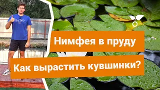 Нимфея — как вырастить кувшинку и оживить декоративный водоём?