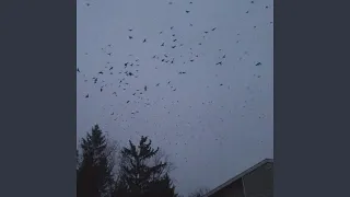 Bring The Crows