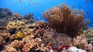 "Reefscapes: Nature's Aquarium" ambient underwater relaxing natural coral reefs & ocean nature HD