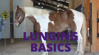 Benefits of Lunging: Equine Training
