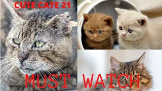 Funny Cat Scares Of Ordinary Things - Cute And Funny Cat Reactions | Aww Animals # 21