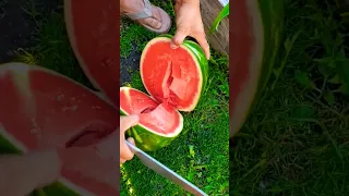 🍉Арбузный урожай в США без добавки химии