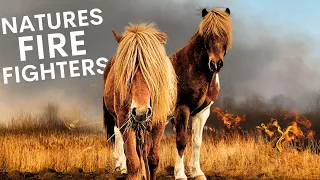 How Horses are Fighting Portugals Wildfires