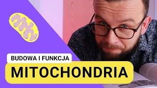 Budowa i funkcje mitochondrium [Matura z biologii 2023 + studia]