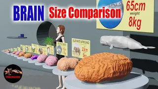 Comparación Del Tamaño Del Cerebro – Brain size comparison 3d