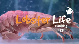 Slipper Lobster  Hatching  Eggs  | Lobster Farming in the Philippines