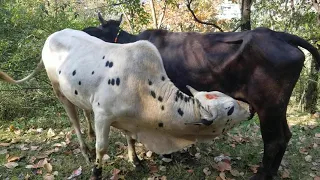 Bull breeding cow milk |Big bull drinking cow milk |Very big bull drinking Milk |cow and bull