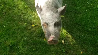 Dexter the mini pig throws a tantrum