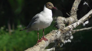 Озёрная чайка ( Chroicocephalus ridibundus )