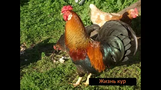 Жизнь кур. Часть первая: Куриный образ жизни