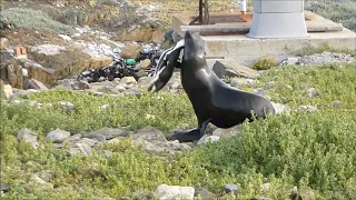 Penguin v Seal, Robben Island 7/10/19