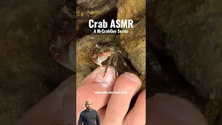 OMG Crab Pedicure ASMR sounds! #shorts