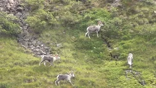 Stone Sheep hunting