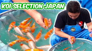 How Baby KOI FISH Are SELECTED - Koi Selection In Japan [BREEDER GUIDE]