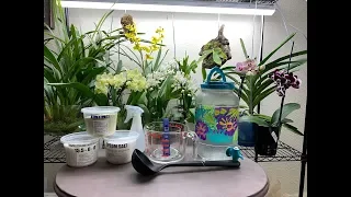 Watering My Orchids In Live Sphagnum Moss