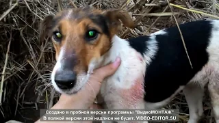 охота на лису фокс и ягд ,норная охота !fox and wolf hunting in Crimea, Russia.