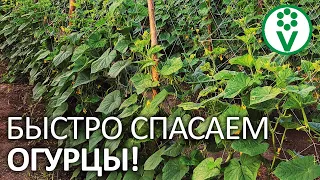 4 РЕЦЕПТА, КОТОРЫЕ СПАСУТ ОГУРЦЫ ОТ ПОЖЕЛТЕНИЯ! Как победить пероноспороз огурца без химии