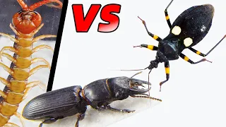 巨螻步甲 vs 刺客蟲 vs 蜈蚣！Warrior beetle vs Assassin bug vs Centipede
