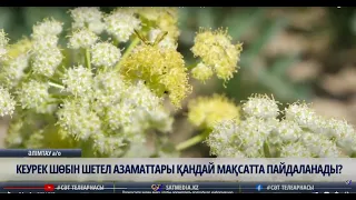 15 04 2022 КЕУРЕК ШӨБІН ШЕТЕЛ АЗАМАТТАРЫ ҚАНДАЙ МАҚСАТТА ПАЙДАЛАНАДЫ?