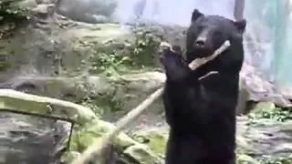 Kung-Fu Bear (Кунг-фу Мишка)