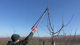 Almafa metszés MM106 alany Apple tree pruning