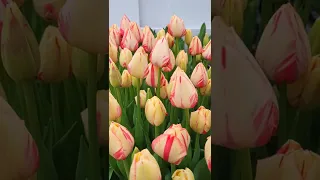 Вигонка тюльпанів 🌷🌷🌷. Тюльпани ввечері.