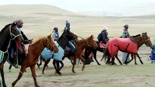 Lesotho's mountain jockeys race in the mist