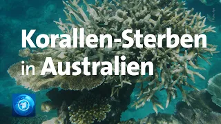 Great Barrier Reef: Korallen-Sterben in Australien