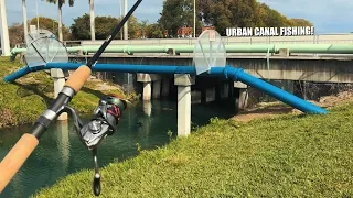 Urban Fishing With LIVE Shrimp For Peacock Bass!