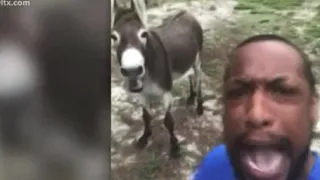 Sumter SC Man and His Donkey Sings the Lion King