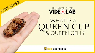 What Is A Queen Cup? Is It A Queen Cell?