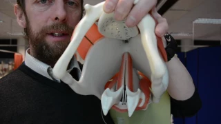 Larynx anatomy