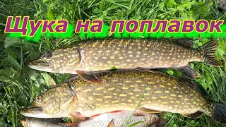 Рыбалка на ЖИВЦА. Ловля щуки на поплавочную удочку!!!!