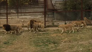 ТЕМ КТО ЛЮБИТ и ПОМНИТ. ЛЕВ МАЛЫШ  и " ПЛЯЖНЫЕ" ЛЬВЫ  08 11 18  #animals #lions