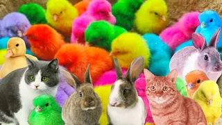 Tangkap ayam lucu guys, telur bebek, angsa, Ayam, Ikan, Kelinci, Kucing, kura-kura, animal Cute#165